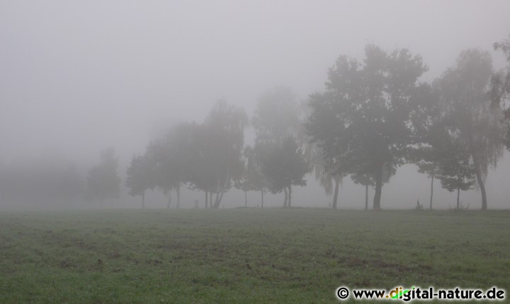 Baumallee im Nebel