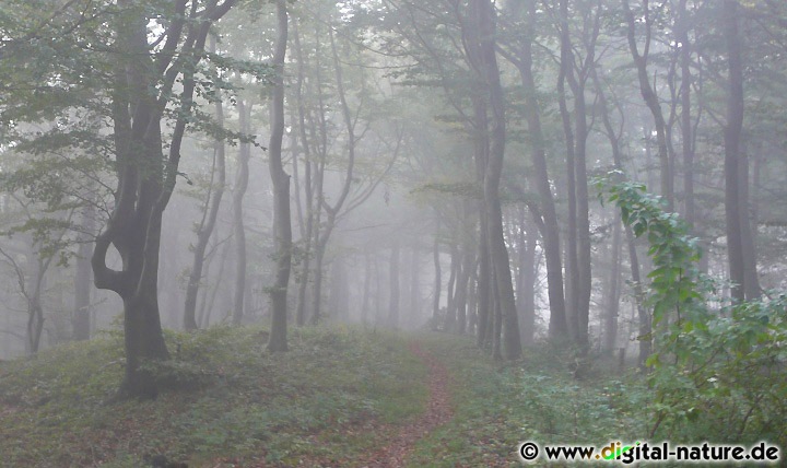 Nebelpfad im Wald