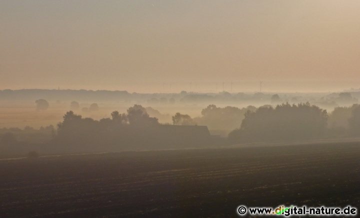 Morgennebel beim Steinhuder Meer
