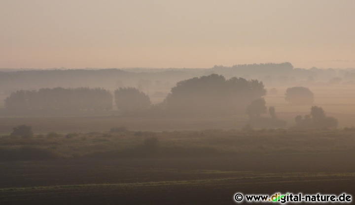 Nebel in der Morgensonne