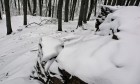 Bild Sieben