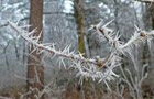 Eiskristalle und Raureif