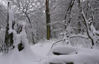 Winter im Süntel
