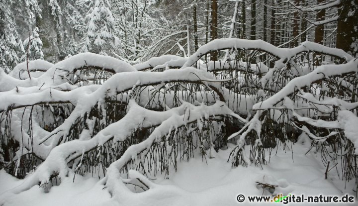 Umgestürzter Baum in den Bückebergen