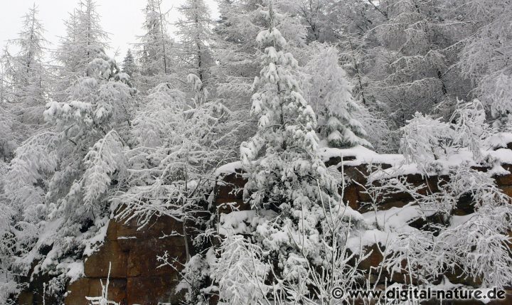 Alter Steinbruch im Winter