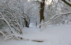Bild Acht