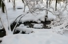 Bild Sieben