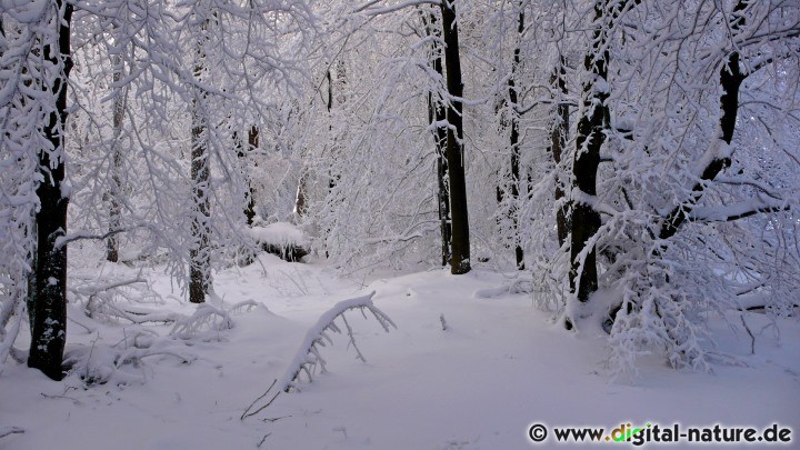 Winterwanderung im Deister