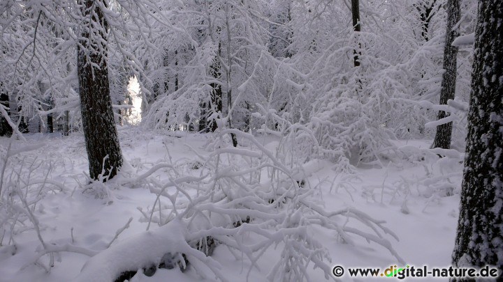 Naturfotografie im Winter