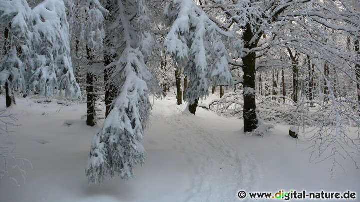 Schnee und Eis im Deister