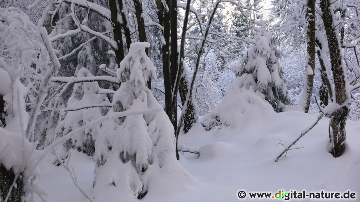 Winterwald Deister