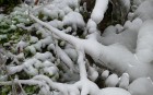 Bild Vier