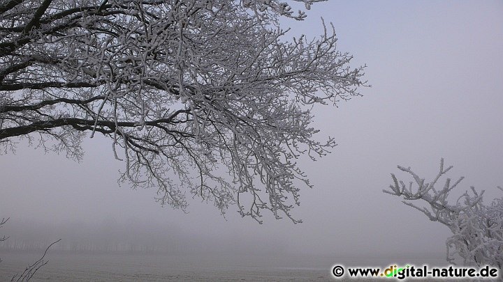 Dichter Nebel und Eiskristalle