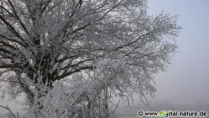 Winterwald im Nebel