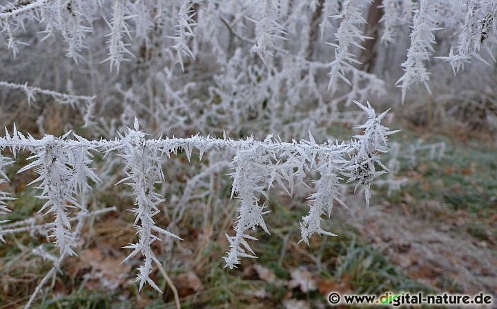 Raureif-Bildung im Winter