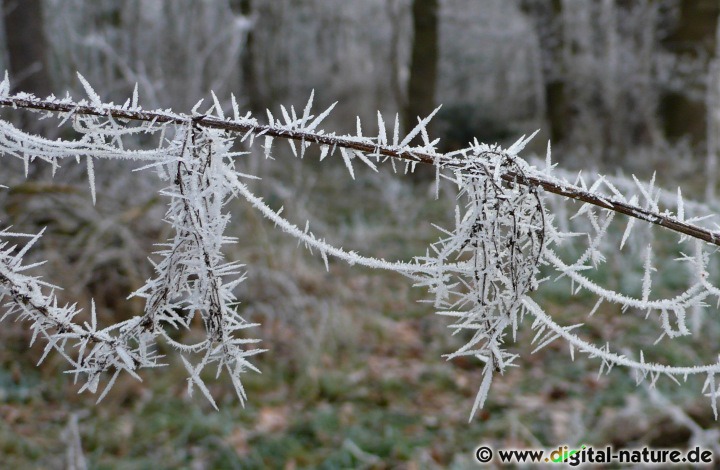 Eiskristalle am Ast