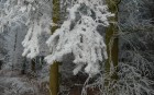 Bild Vier