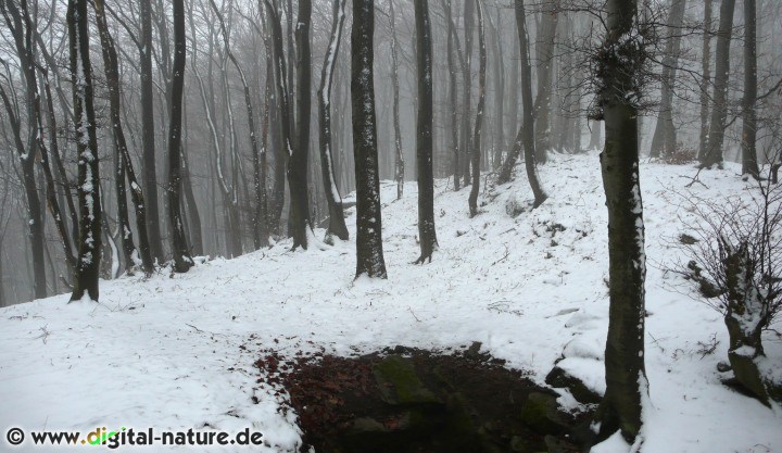 Winterlandschaft im Wald