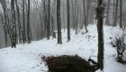 Bild Eins