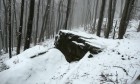 Bild Sechs