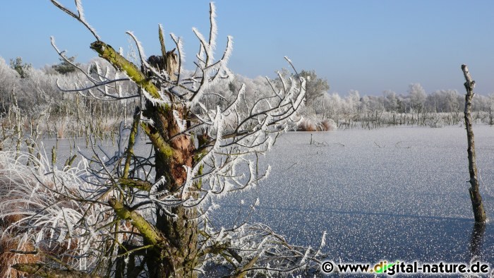 Eiskristalle im Moor