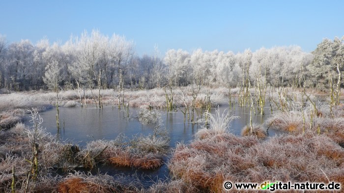 Winter und Eis im Hochmoor