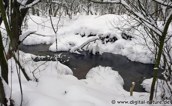 Winterlandschaft im Moor