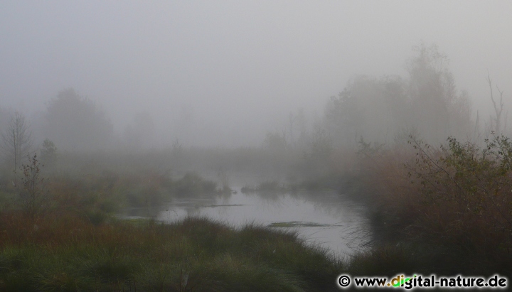 Mystisches Nebelmoor