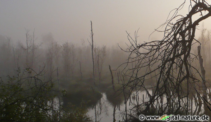 Sonnenaufgang im Hochmoor