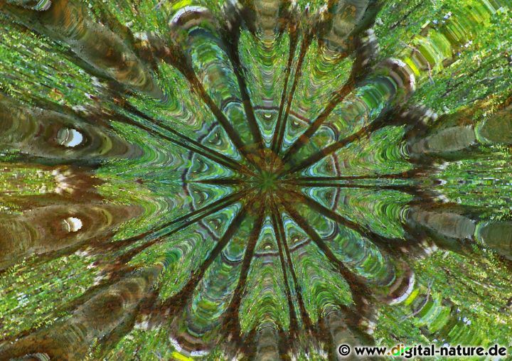 Natur-Mandala
