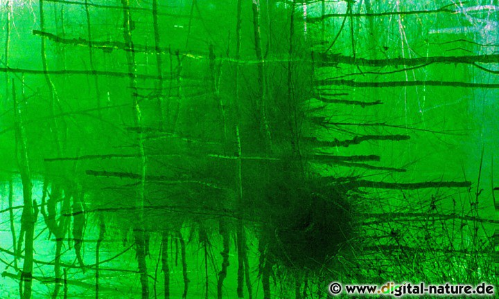 Grüne Bäume Fotokunst