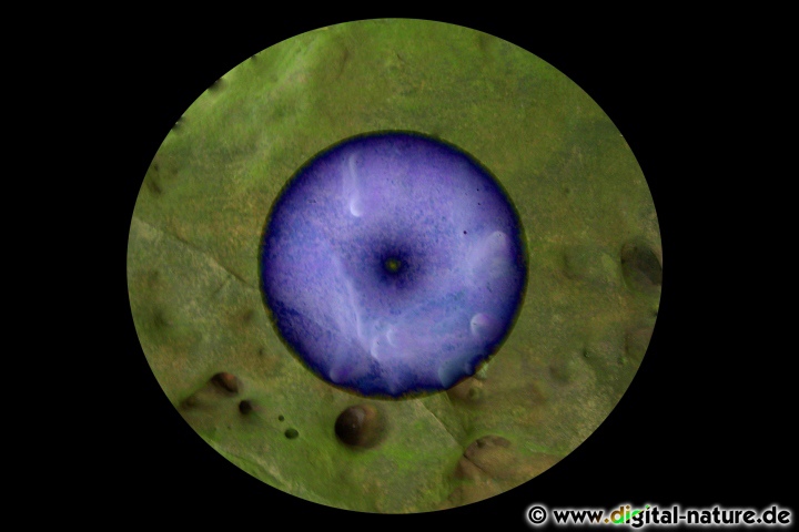 Auge Fotokunst