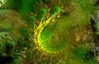 Apophysis Galerie: Organische Bilder