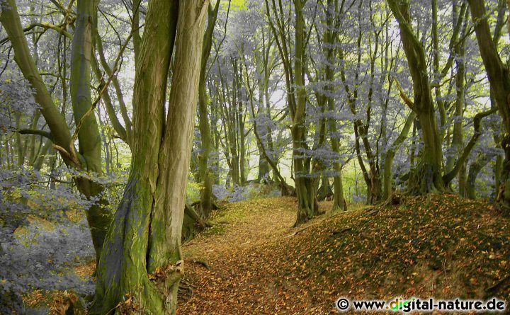 Zauberwald Fotokunst
