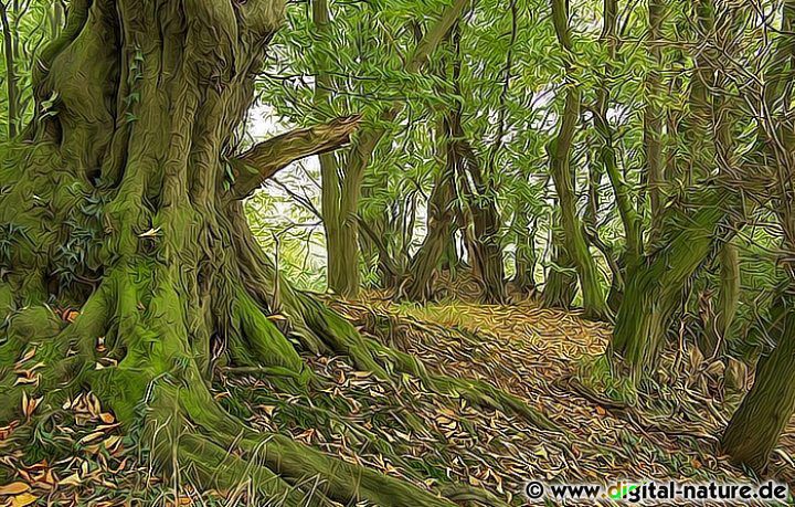 Märchenwald Fotokunst