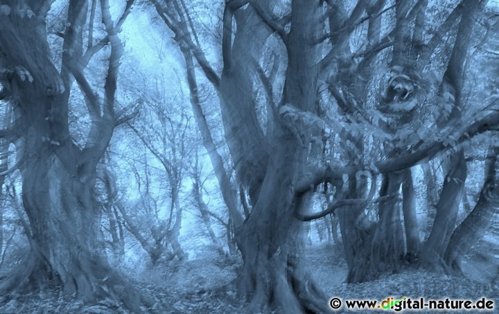 Baumwirbel Fotokunst