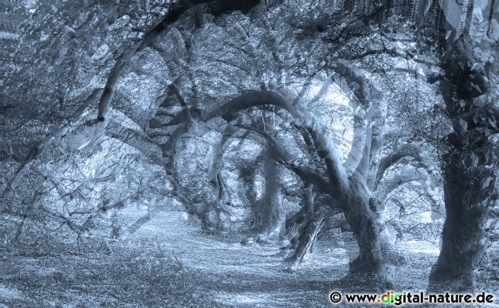 Süntelbuchen Abstrakt