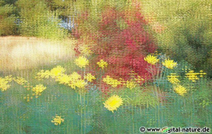 Fotokunst Wiese