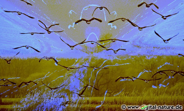 Gänse im Flug (Fotokunst)
