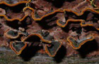 Rotbrauner Borstenscheibling