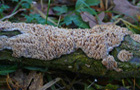 Gezähnter Reibeisenpilz