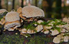 Gelbporiger Spaltporling