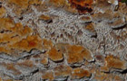 Knotiger Schillerporling