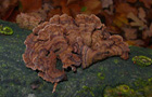 Zweifarbiger Krustenschichtpilz