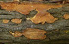 Auffälliger Lederrindenpilz