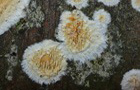 Reibeisen-Rindenpilz