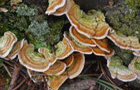 Pilze und Flechten