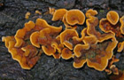 Zottiger oder Striegeliger Schichtpilz