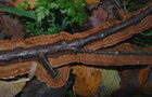 Tabakbrauner Borstenscheibling