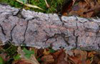 Eichen-Zystidenrindenpilz